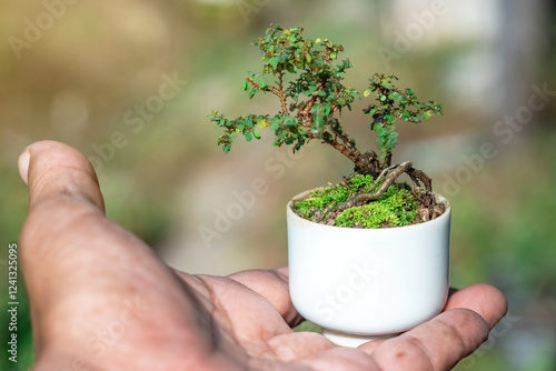 Phyllodium pulchellum in ceramic pots used to create bonsai photo