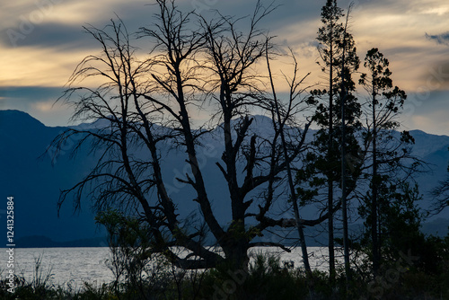 Tress at border of nahuel haupi lake, rio negro, argentina photo