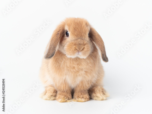 Orange baby holland lop rabbit sitting on white background. Font view of holland lop rabbit.