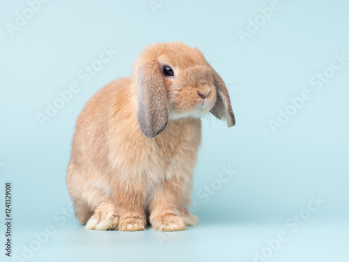 Cute baby holland lop rabbit sitting on green pastel background. Lovely action of young rabbit.