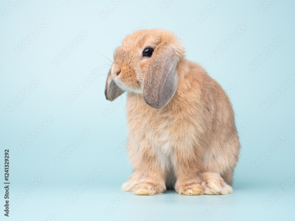 Cute baby holland lop rabbit sitting on green pastel background. Lovely action of young rabbit. Cute baby holland lop rabbit sitting on green pastel background. Lovely action of young rabbit.