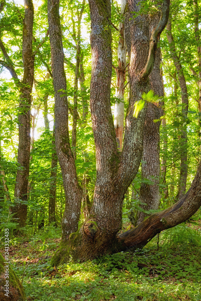 Tree, nature and forest with foliage for natural growth, ecology or ecosystem in woods. Empty, wilderness or trunk with bark, lush or greenery for climate change, mysterious or magical rainforest Tree, nature and forest with foliage for natural growth, ecology or ecosystem in woods. Empty, wilderness or trunk with bark, lush or greenery for climate change, mysterious or magical rainforest