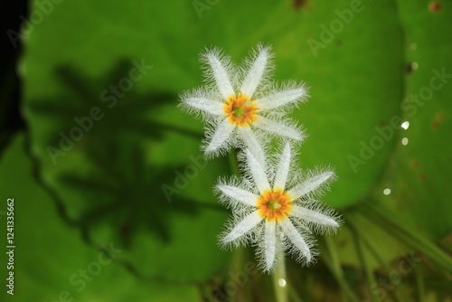 Nymphoides indica ,commonly called water snowflake.
.Umbels of white, snowflake-like flowers with 5-lobed corollas and yellow centers bloom on stalks above the floating leaves.
THAILAND  photo