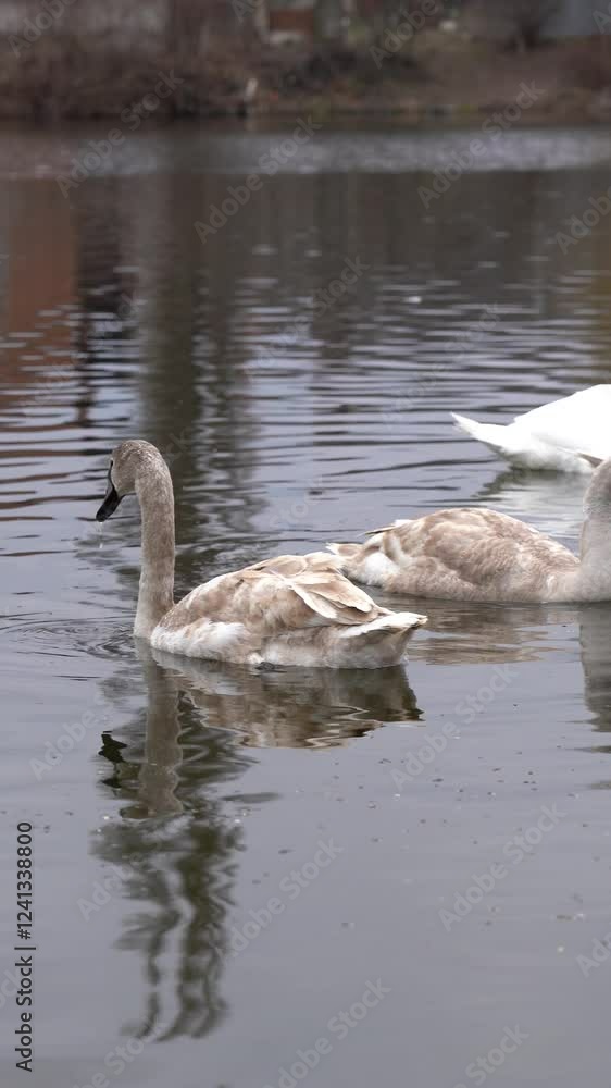 Elegant swans swimming gracefully in the calm waters of a serene pond Elegant swans swimming gracefully in the calm waters of a serene pond