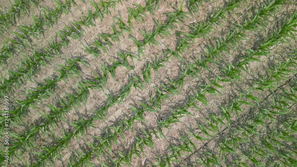 Flying up and seeing the rows of corn lay out in all directions. This crop is just a few weeks old and only a few feet tall. Flying up and seeing the rows of corn lay out in all directions. This crop is just a few weeks old and only a few feet tall.