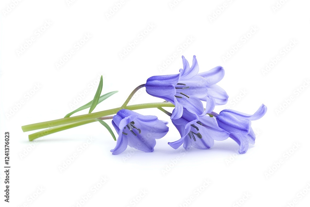 Naklejka premium a bluebell isolated on white background
