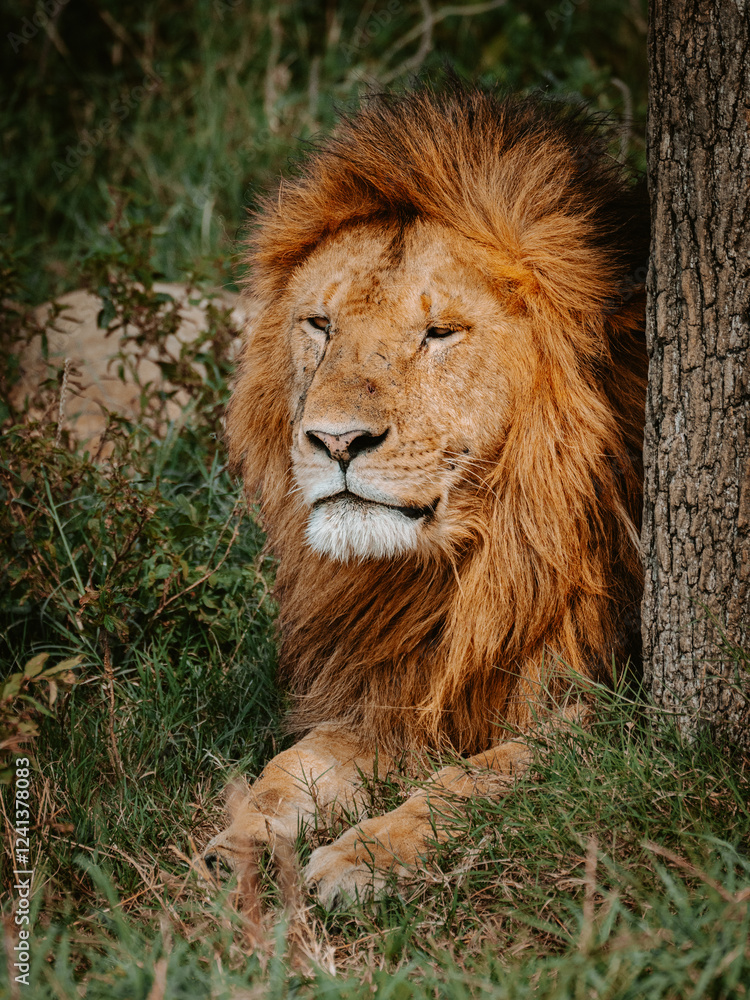 portrait of a lion in Serengeti, Tanzania. portrait of a lion in Serengeti, Tanzania.