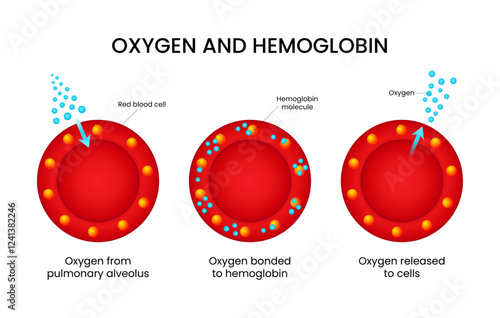 Oxygen and Hemoglobin in Red Blood Cells