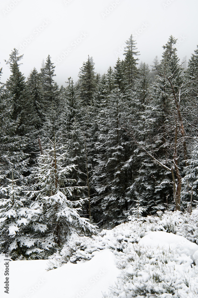 Pine trees covered with snow in winter forest. Snowy landscape in Poland. Ground is filled with high snow. Pine trees covered with snow in winter forest. Snowy landscape in Poland. Ground is filled with high snow.