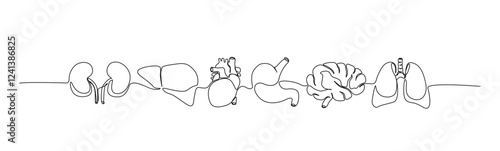 Continuous one line drawing of internal human organ. Lungs, brain, stomach, heart, liver, kidneys in single line draw illustration. Editable stroke.