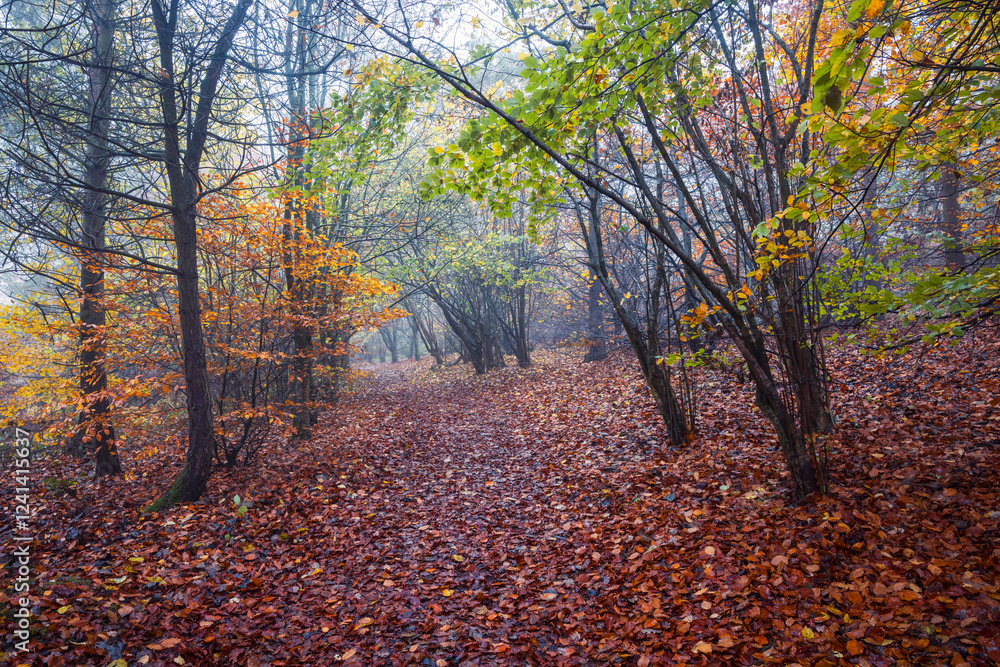 Serene forest trail blanketed in rich autumn leaves, with trees displaying vibrant seasonal colours, forming a tranquil woodland scene filled with earthy textures and soft, moody light Serene forest trail blanketed in rich autumn leaves, with trees displaying vibrant seasonal colours, forming a tranquil woodland scene filled with earthy textures and soft, moody light