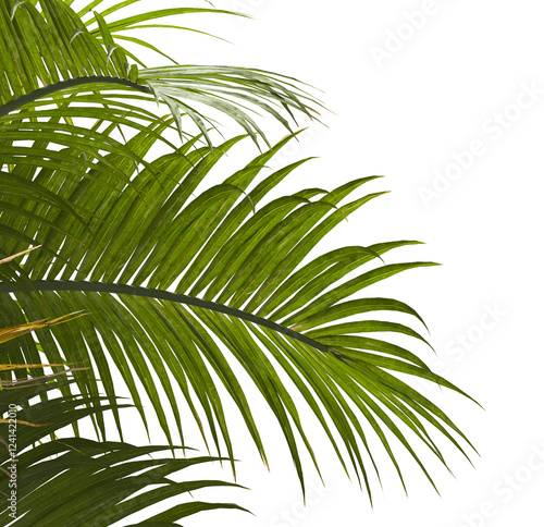 palm Tree Leaves isolated on transparent background. Ravenea hildebrandtii. palm tree with green leaves on transparent background. Isolated palm tree on white background. cutout palm tree leaves PNG. photo