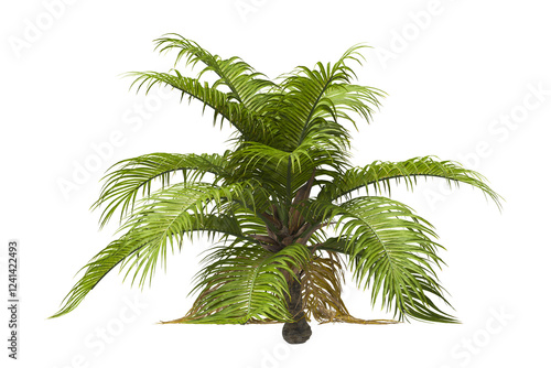 Single palm Tree isolated on white background. Ravenea hildebrandtii. big palm tree with green leaves on white background. Isolated palm tree on white background. side view of cutout palm tree leaves. photo