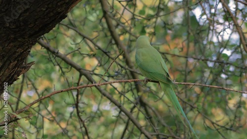 rose-ringed parakeet aka ring-necked parakeet (Psittacula krameri) perched in tree, looking around, colourful autumn foliage in background