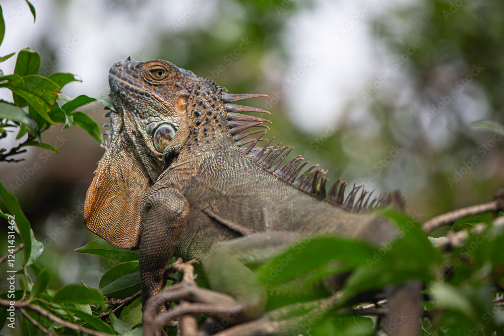 Naklejka premium Green Iguana in Costa Rica