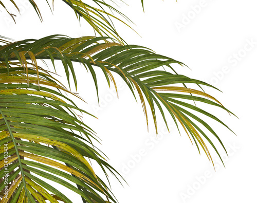 palm Tree Leaves isolated on transparent background. Ravenea hildebrandtii. palm tree with green leaves on transparent background. Isolated palm tree on white background. cutout palm tree leaves PNG. photo