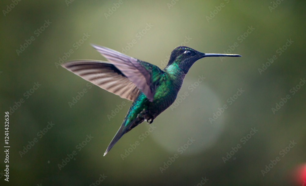hummingbird in flight hummingbird in flight