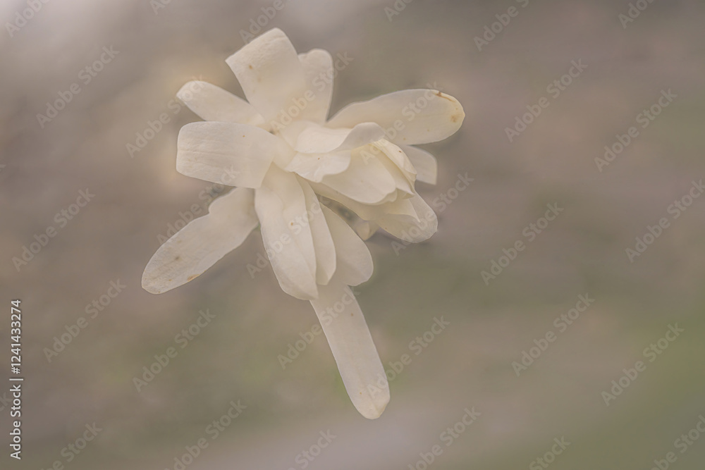 Fototapeta premium White Magnolia (Magnolia Denudata)