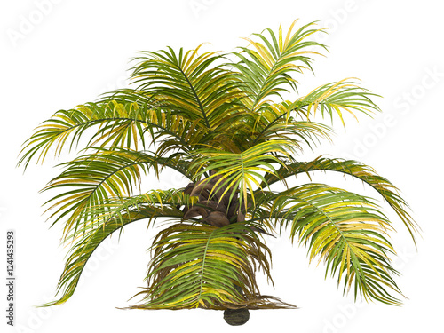 Single palm Tree isolated on white background. Ravenea hildebrandtii. big palm tree with green leaves on white background. Isolated palm tree on white background. side view of cutout palm tree leaves. photo