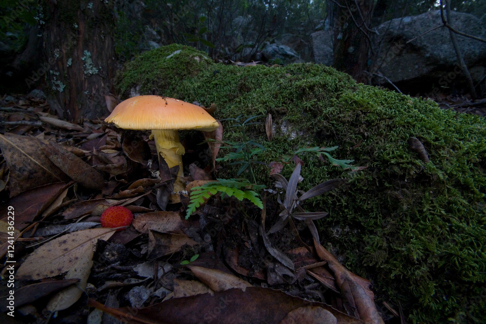 Fototapeta premium Good ovolo, Royal agaric (Amanita caesarea). Close up of an Amanita Caesarea Mushroom, aka Caesars Mushroom in autumn forest with green grass and fallen leaves Monte Limbara. Temple, Sardinia. Italy.