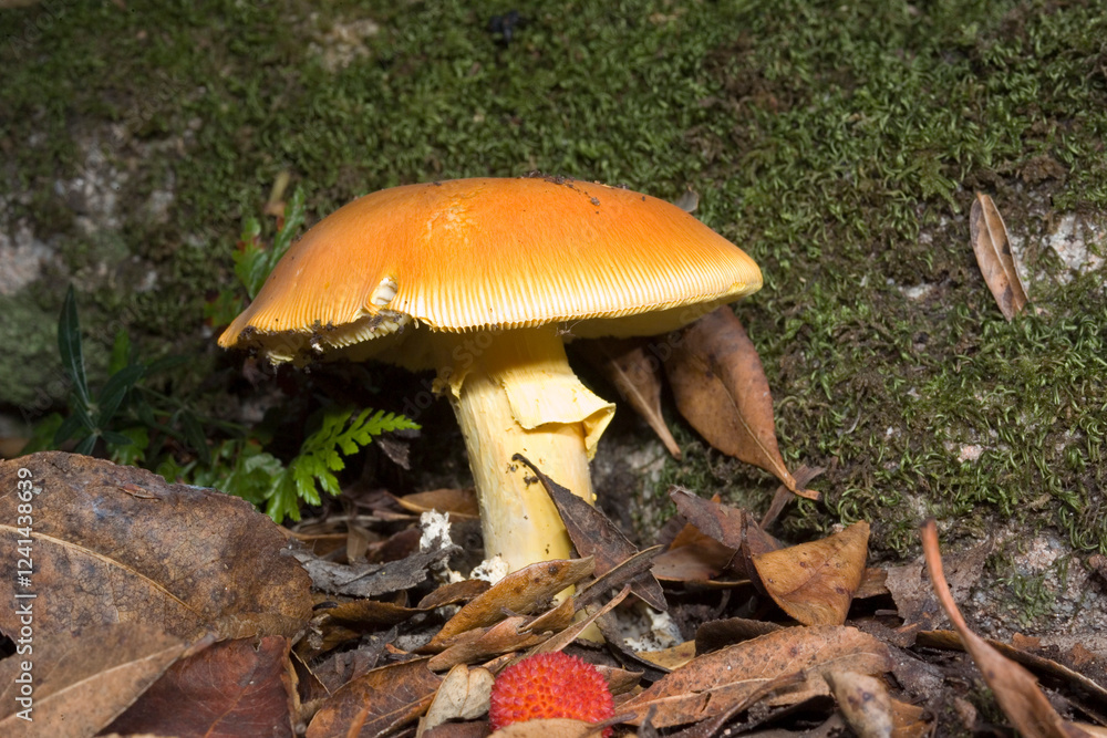 Fototapeta premium Good ovolo, Royal agaric (Amanita caesarea). Close up of an Amanita Caesarea Mushroom, aka Caesars Mushroom in autumn forest with green grass and fallen leaves Monte Limbara. Temple, Sardinia. Italy.