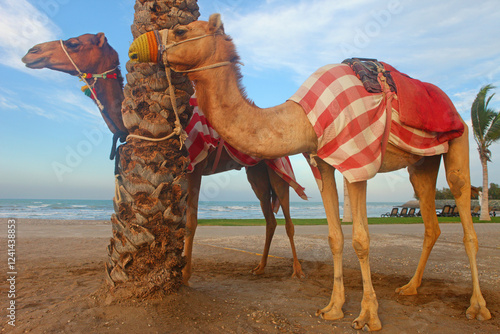 Oman, two dromedaries on the beach of Al Musannah
