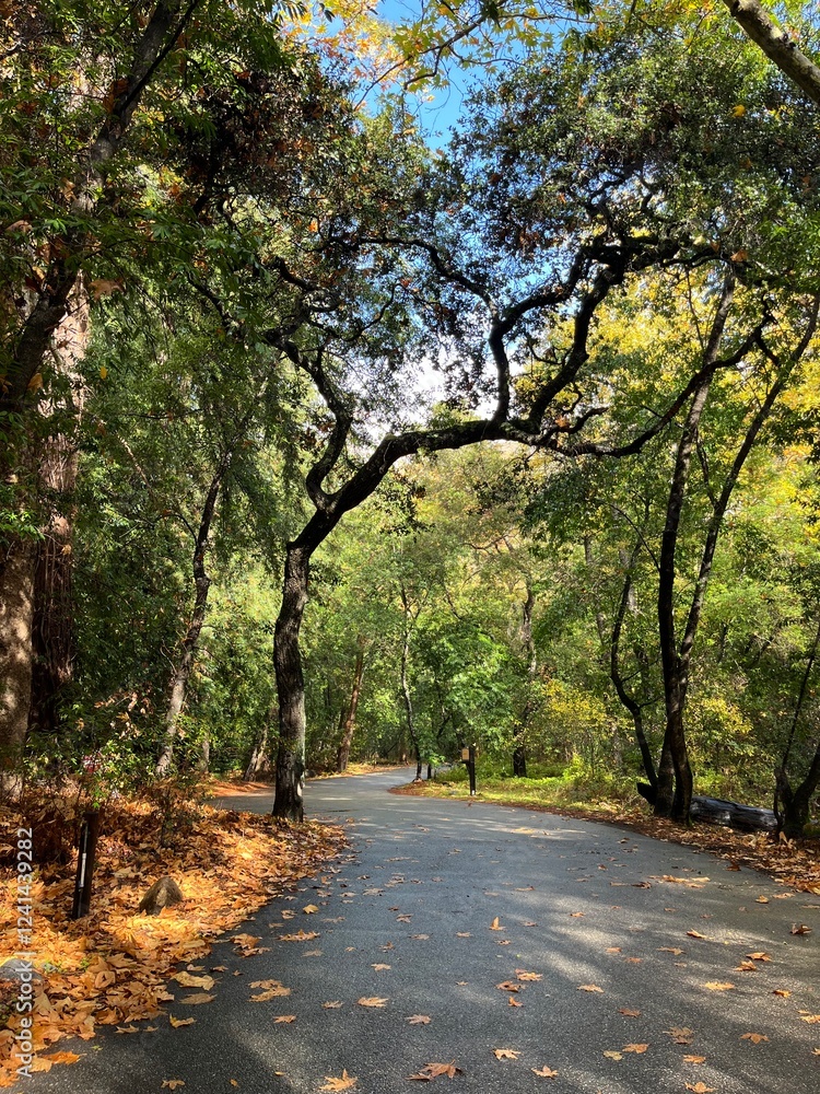 Fototapeta premium Pfeiffer State Park in the fall