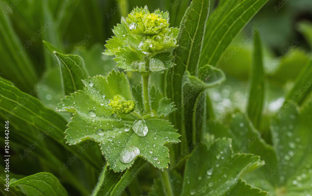 Lady's Mantle With Rain Drops Lady's Mantle With Rain Drops