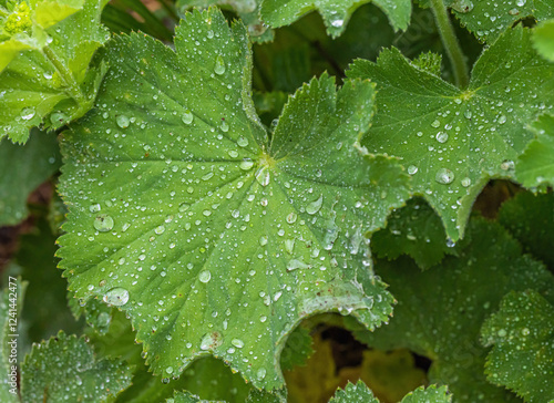 Lady's Mantle With Rain Drops photo