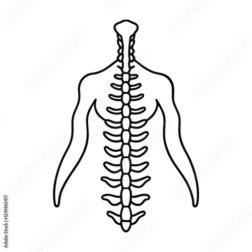 Human Spinal Cord Whole and Half Cut High-Resolution Medical Illustration
