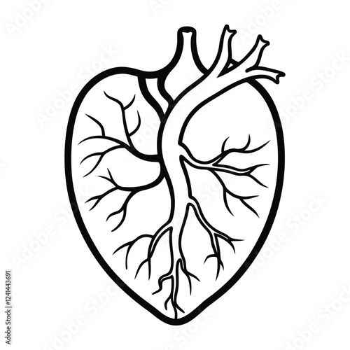 Human Arteries - Whole and Half-Cut Anatomical Visuals for Medical and Educational Use