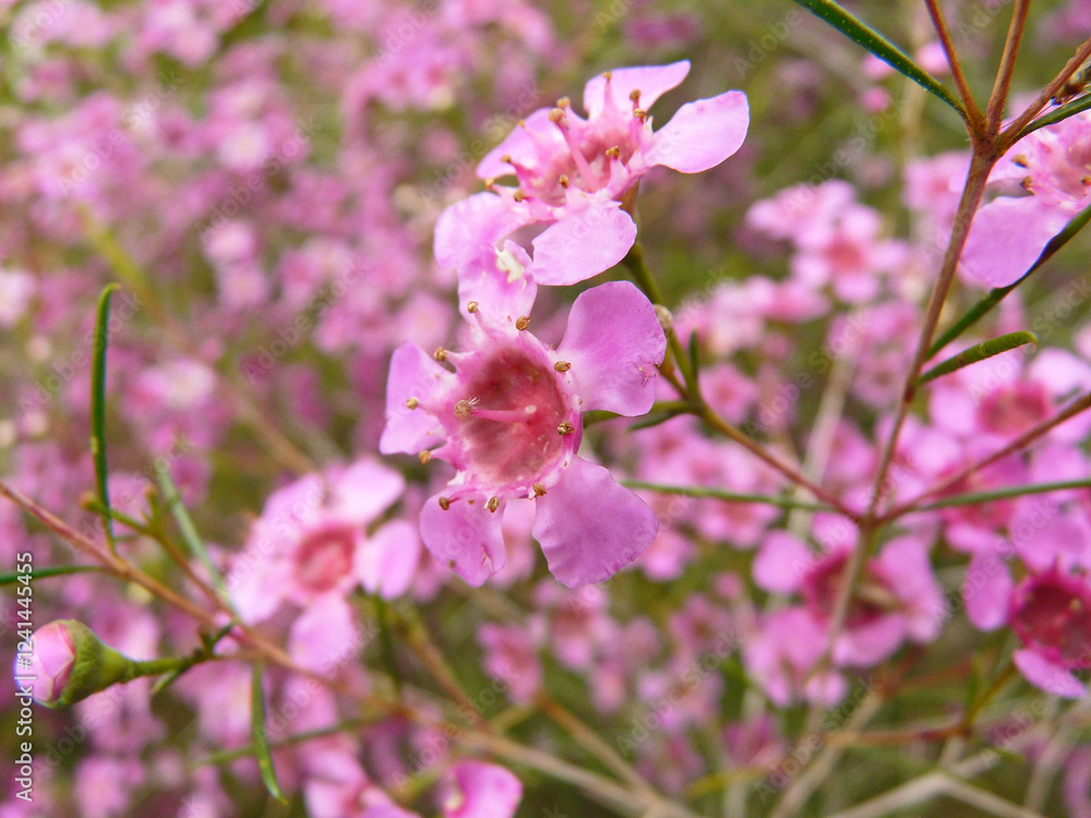 Wachsblume Wachsblume