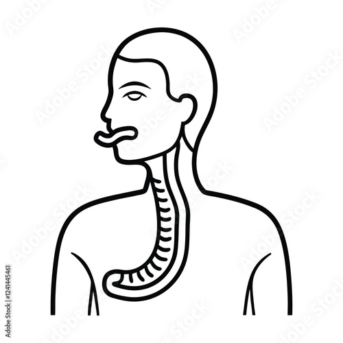 human esophagus whole and half cut