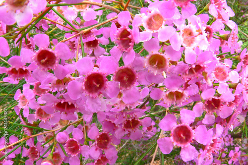 Wachsblume