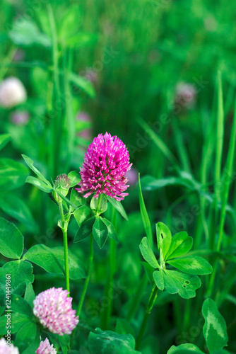 Red Clover in Bloom in summer meadow