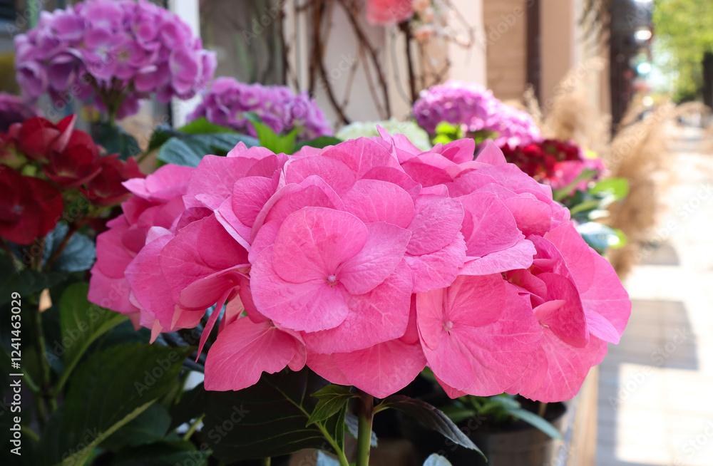 Obraz premium Pink hydrangea inflorescences in the design of a city street