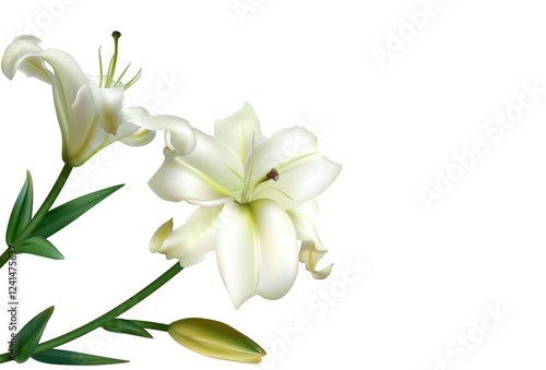 Two beautiful white lilies. Flowers. Floral background. Bouquet. Green leaves. Border.