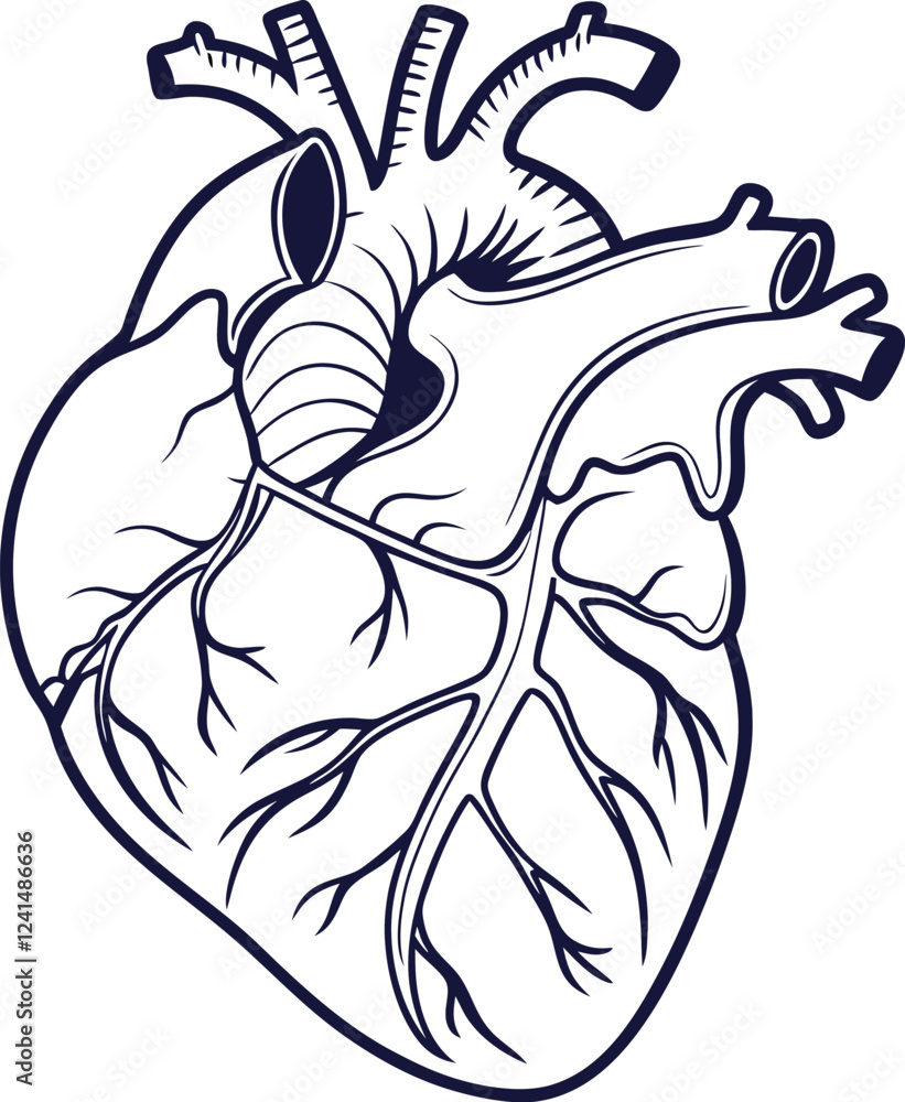 Human heart design over white background vector illustration. Human heart anatomy. Heart medical science vector illustration Human heart design over white background vector illustration. Human heart anatomy. Heart medical science vector illustration