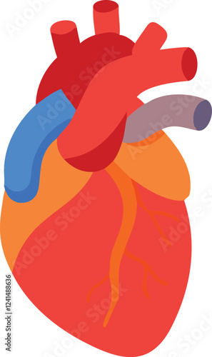 Human heart design over white background vector illustration. Human heart anatomy. Heart medical science vector illustration 