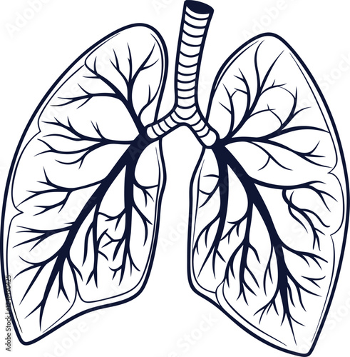 Lungs Human organs hand drawn vector illustration line art. Human lungs. Medical illustration. Vector on white background