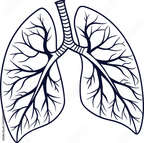 Lungs Human organs hand drawn vector illustration line art. Human lungs. Medical illustration. Vector on white background