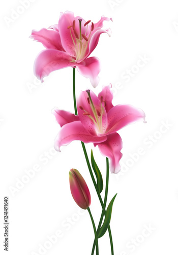 Two beautiful pink lilies. Isolated. Floral background. Bouquet. Bud. Green leaves. Flowers.