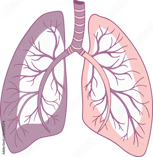 Lungs Human organs hand drawn vector illustration line art. Human lungs. Medical illustration. Vector on white background