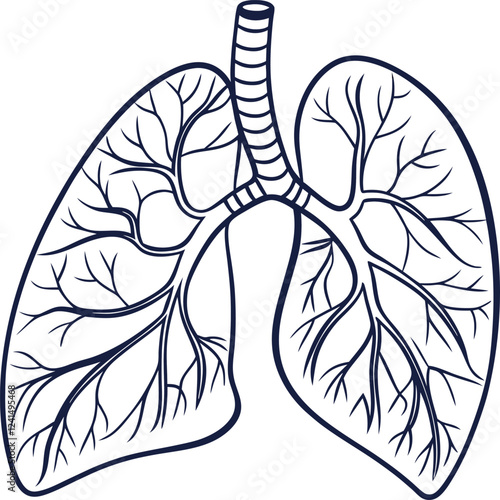 Lungs Human organs hand drawn vector illustration line art. Human lungs. Medical illustration. Vector on white background