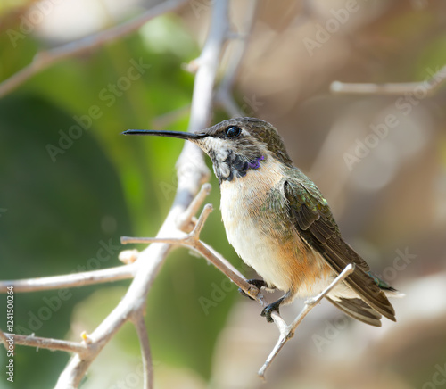 Short-Tailed Woodstar