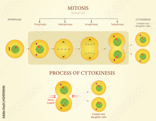 Diagram of Mitosis and Cytokinesis Illustration Showing Cell Division in Animal Cells