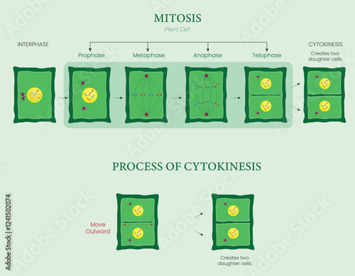 Diagram of Mitosis and Cytokinesis Illustration Showing Cell Division in Plant Cells