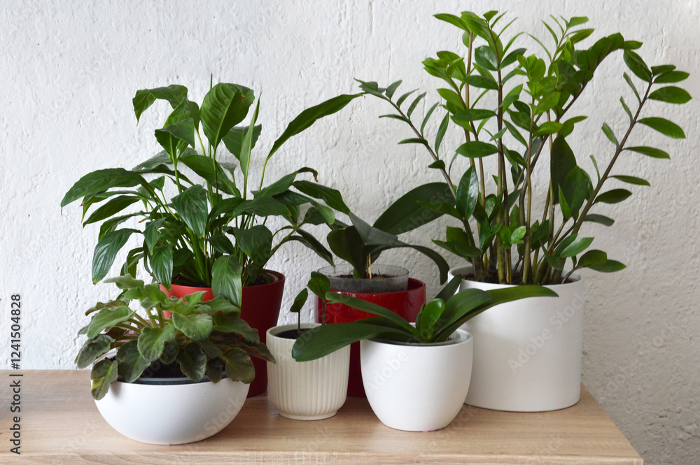 Fototapeta premium Indoor plants arranged on a wooden cabinet. Potted house plants.