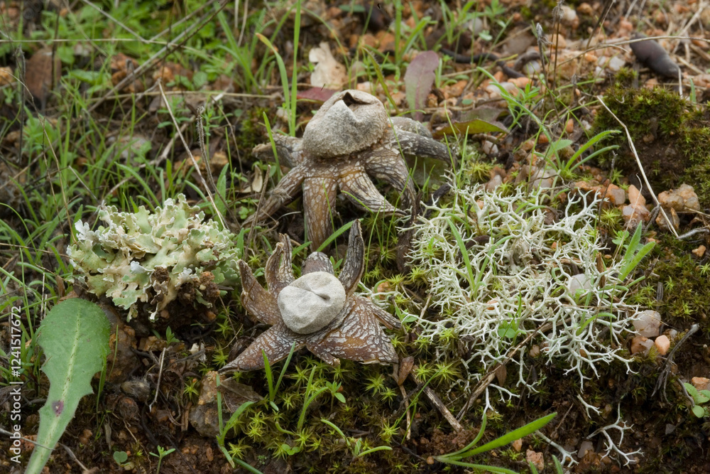 Obraz premium Astraeus hygrometricus, commonly known as the hygroscopic earthstar, the barometer earthstar, or the false earthstar, is a species of fungus