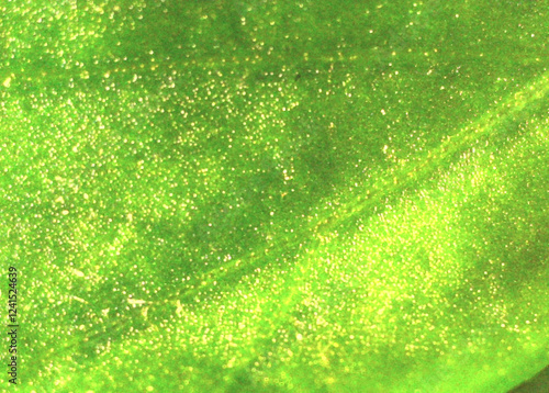 Parsley greens leaf. Image under the microscope, macro photography. Science, study and education. Multiple zoom, close-up. Scientific photography new